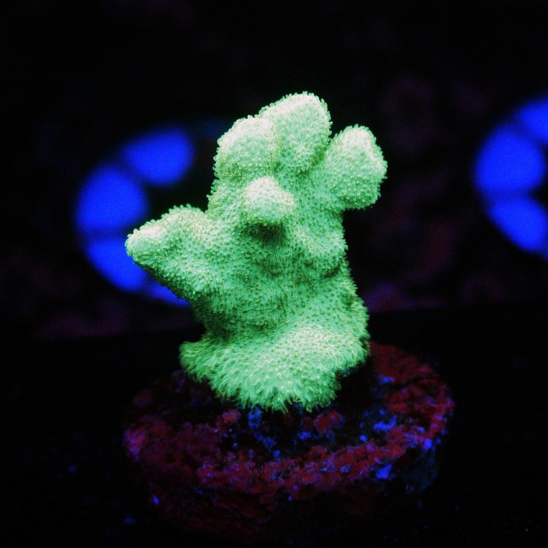 NEON GREEN BRANCH PSAMMOCORA