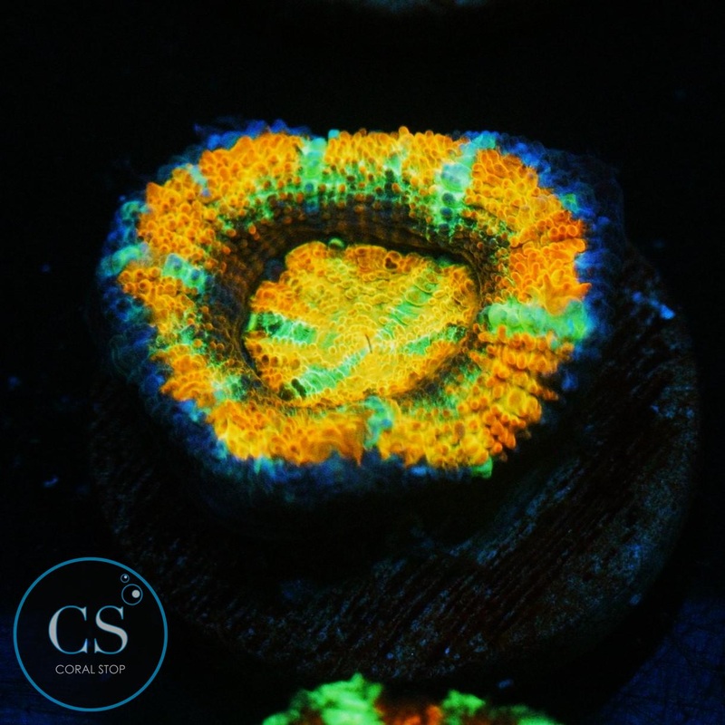 ULTIMATE RAINBOW ACAN