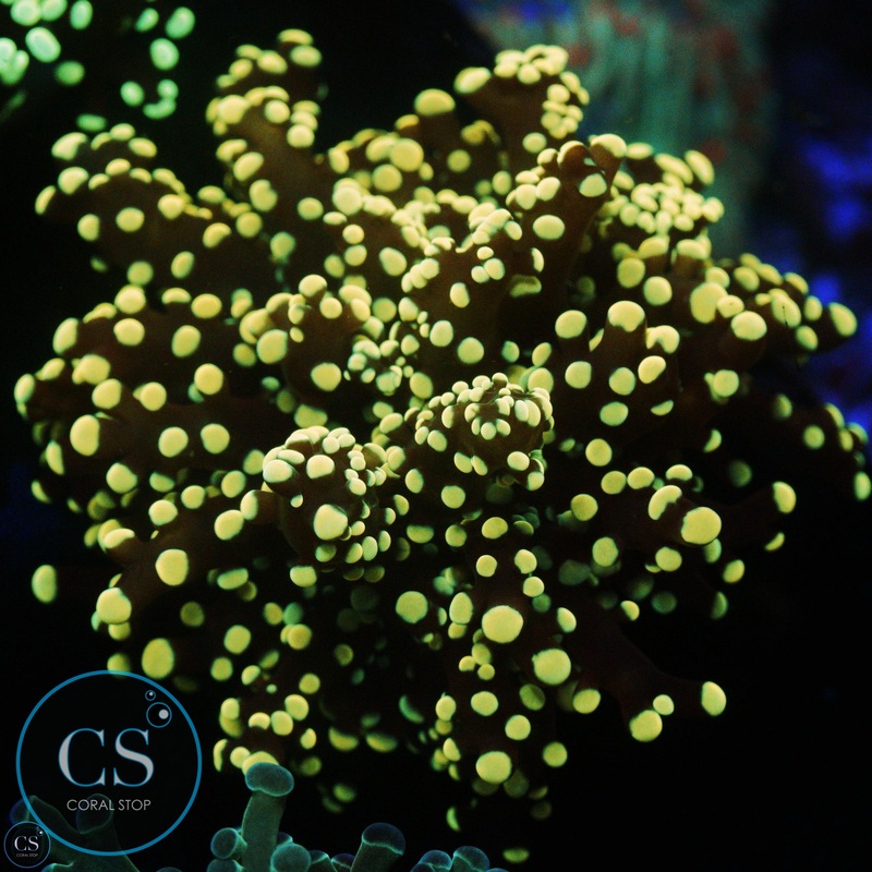 YELLOW YAEYAMAENSIS