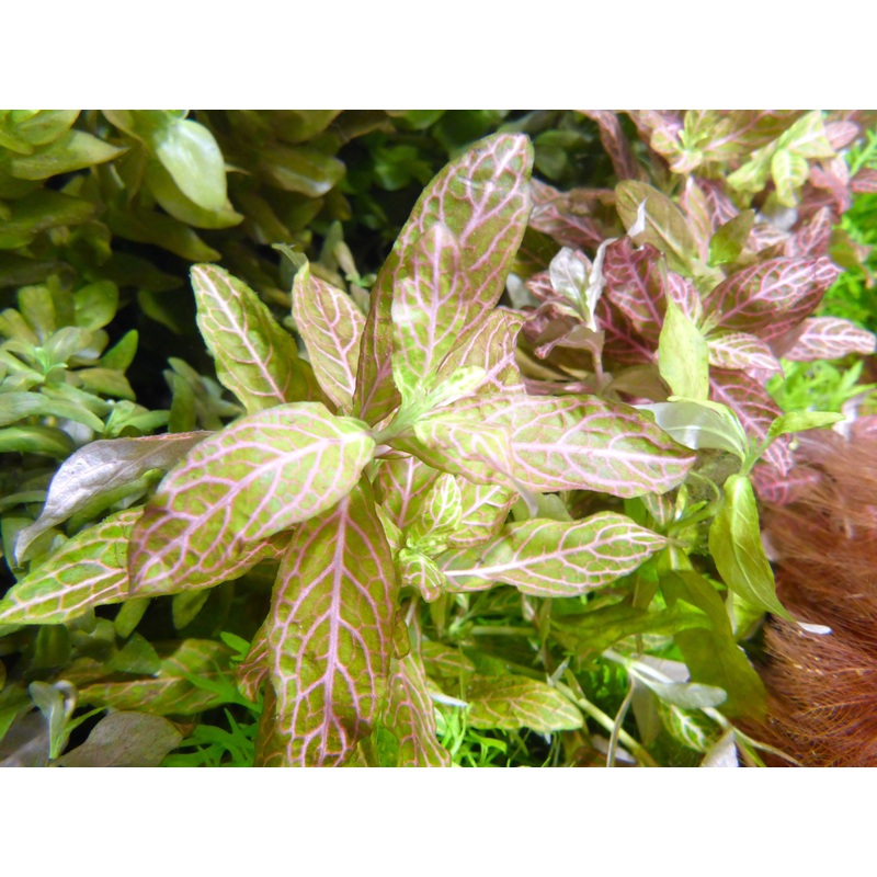 Live Plant Hygrophila Polysperma 'Pink" Bunch
