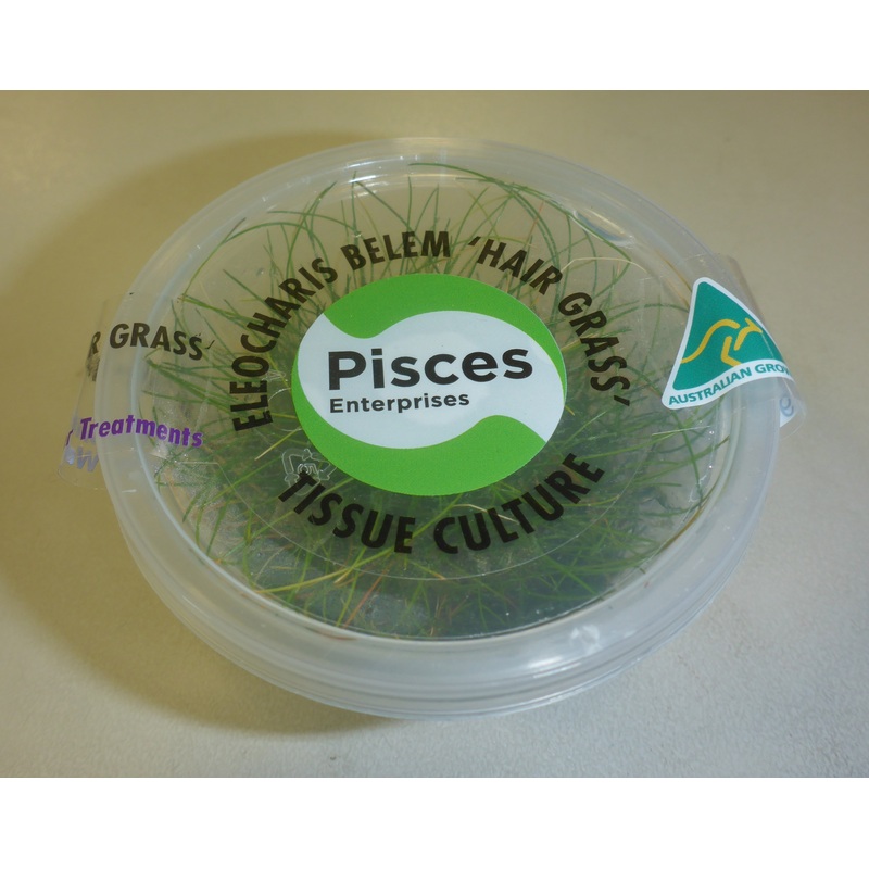 Live plant tissue culture Belem Hair grass