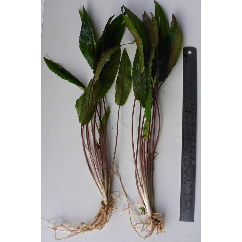 Live Plant Assorted Cryptocoryne Large