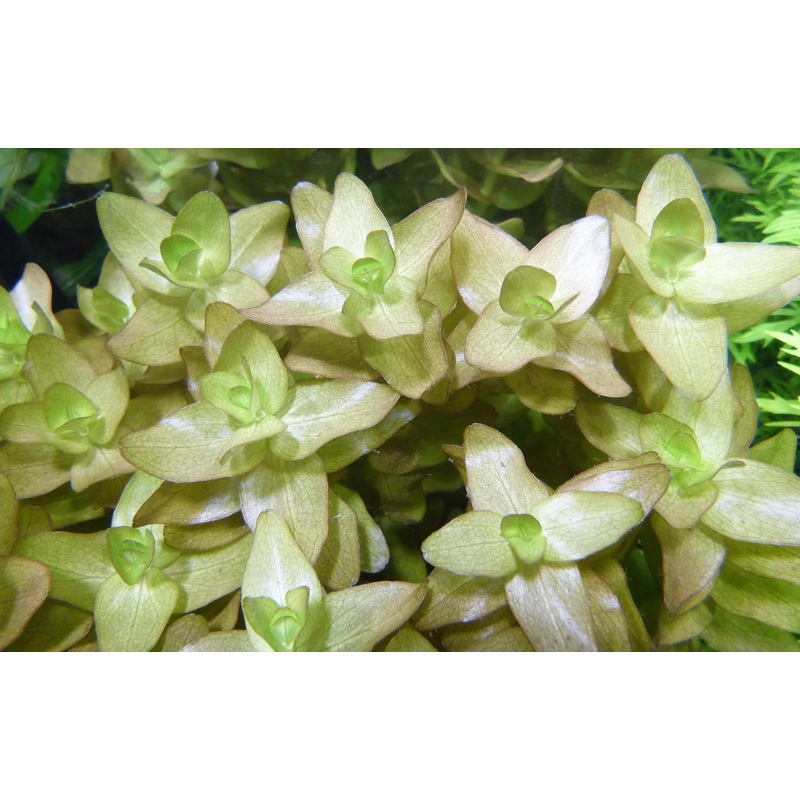 Live Plant Bacopa Bunch