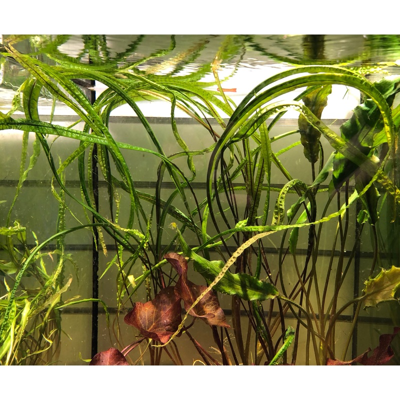 Live Plant Cryptocoryne Balansae Medium