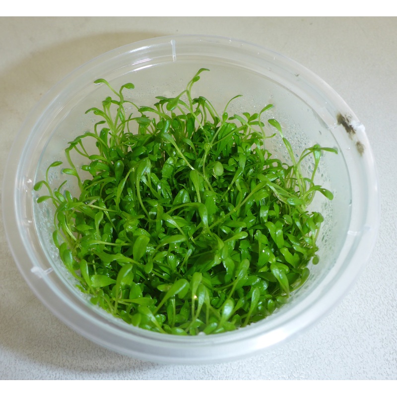 Live Plant Glossostigma Elatinoides Tissue Culture Pot