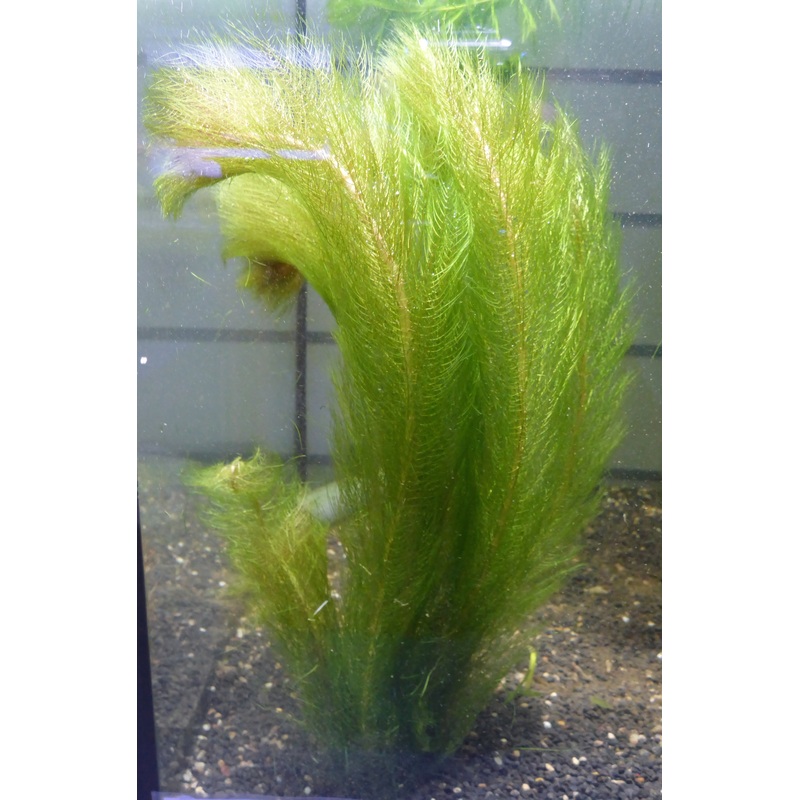 Live plant Green Myriophyllum
