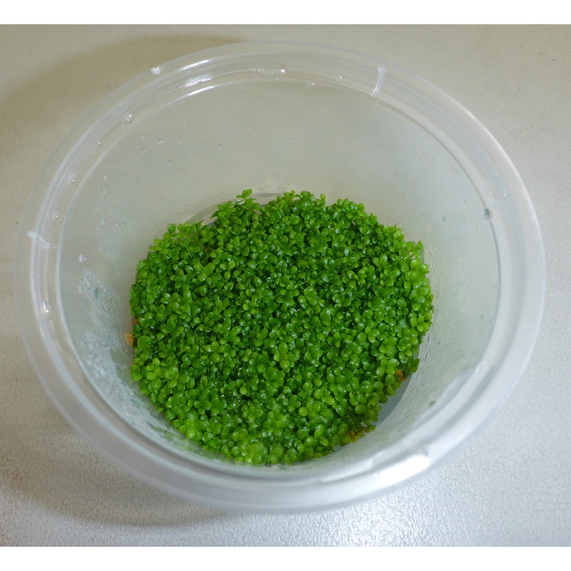 Live Plant Hemianthus Callitrichoides "Cuba HC" Tissue Culture Pot