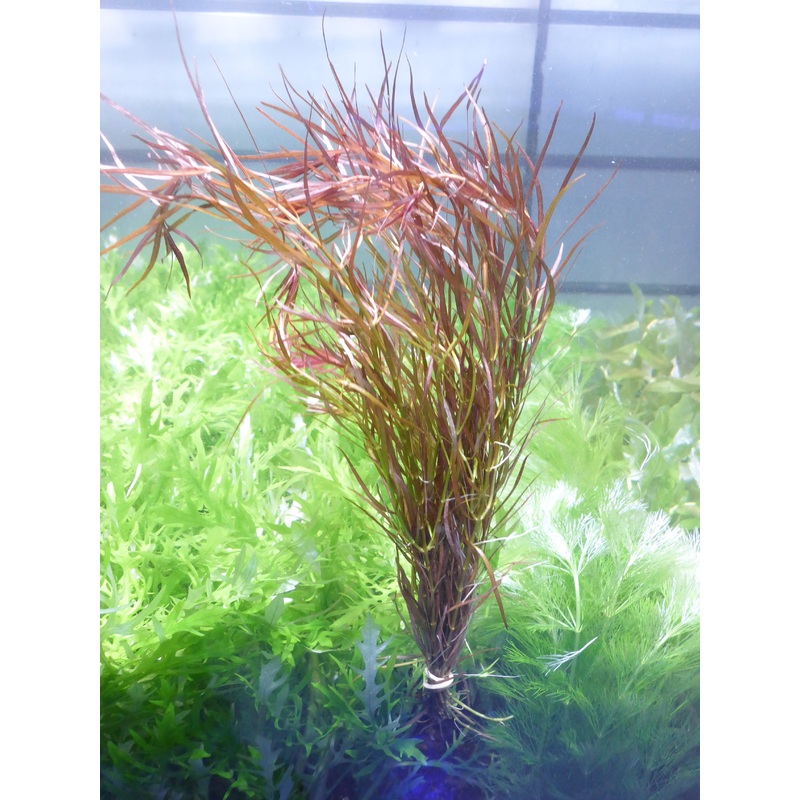 Live Plant Ludwigia Arcuata 'Needle-Leaf' Bunch