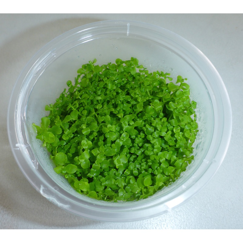 Live Plant Micranthemum Umbrosum 'Monte Carlo' Tissue Culture Pot