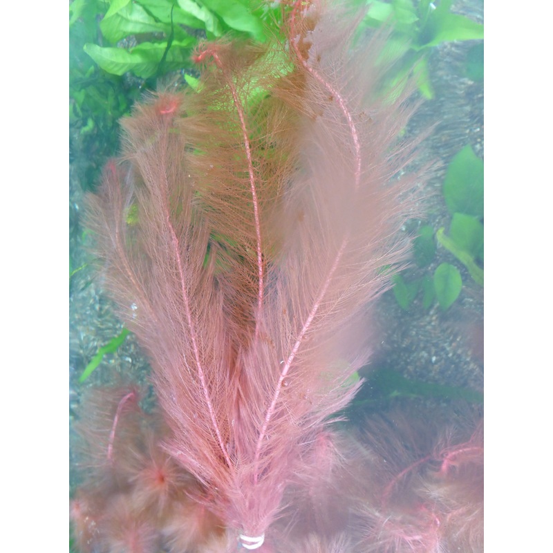 Live plant Red Myriophyllum