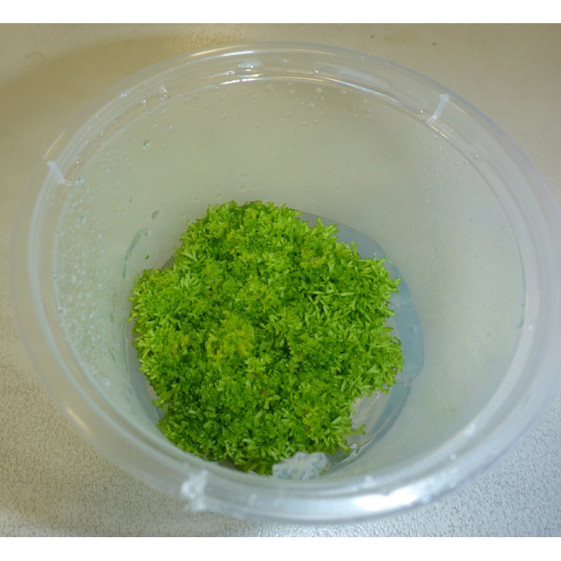 Live Plant Riccia Fluitans Tissue Culture Pot