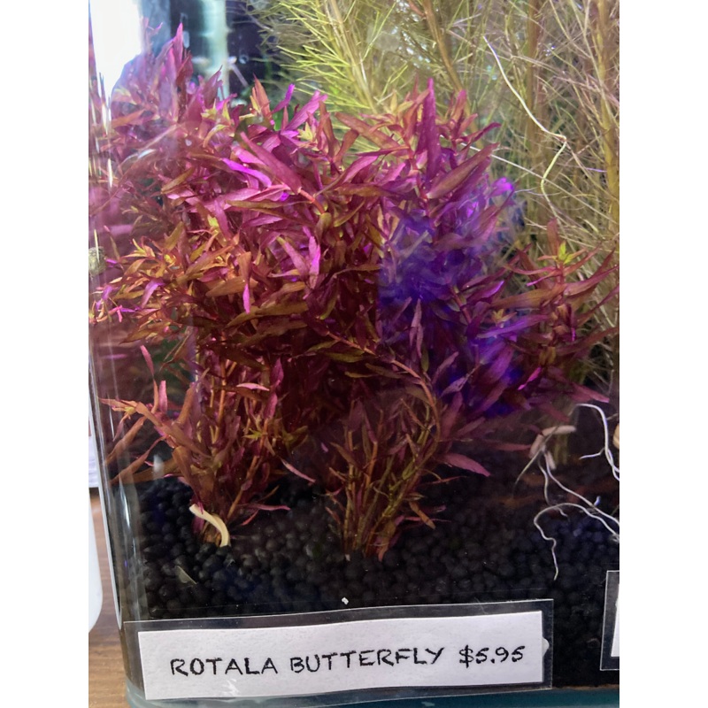 Live plant Rotala 'Butterfly'