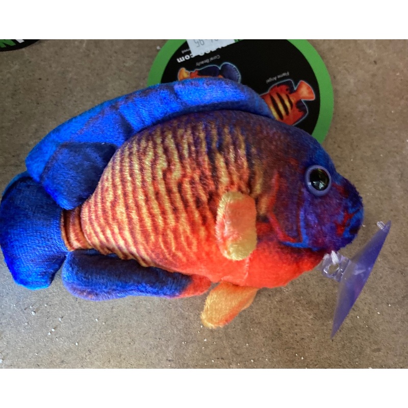 Plush Coral Beauty