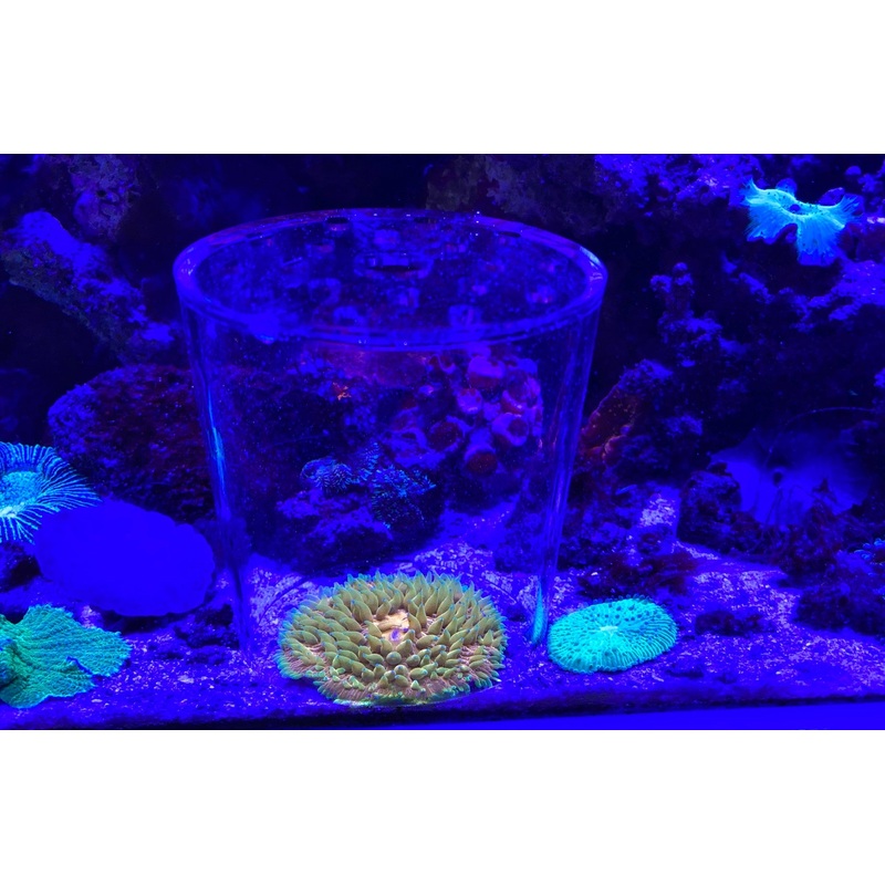 Coral Protective Cover 120mm