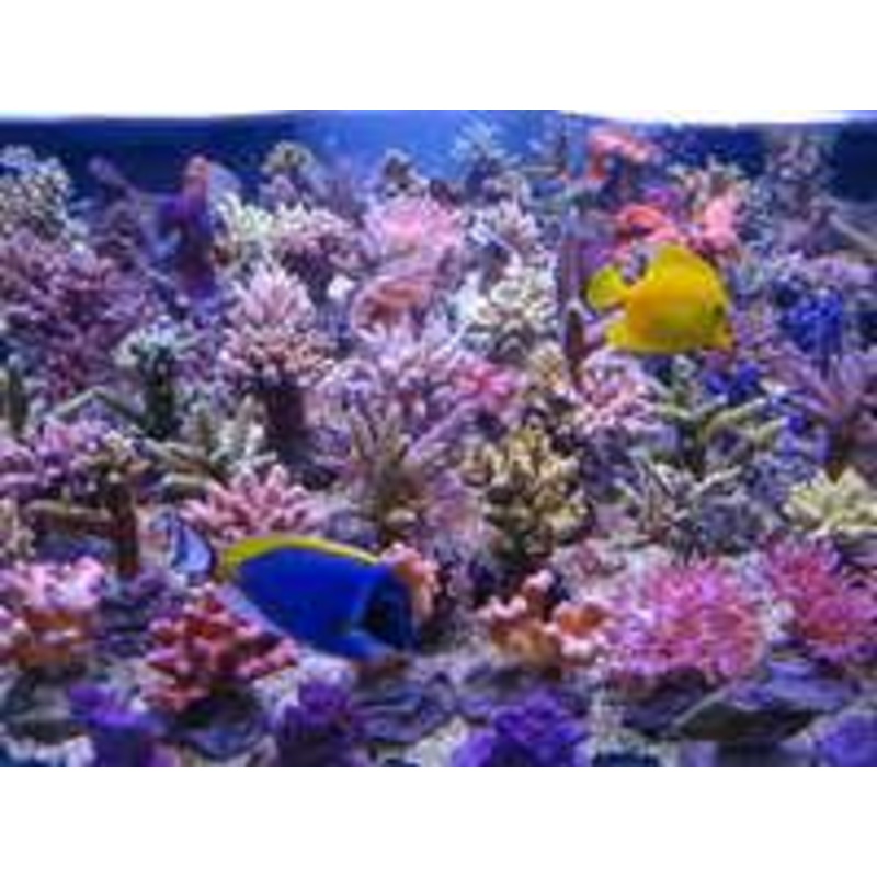 Korallenzucht 80W T5 Fiji Purple