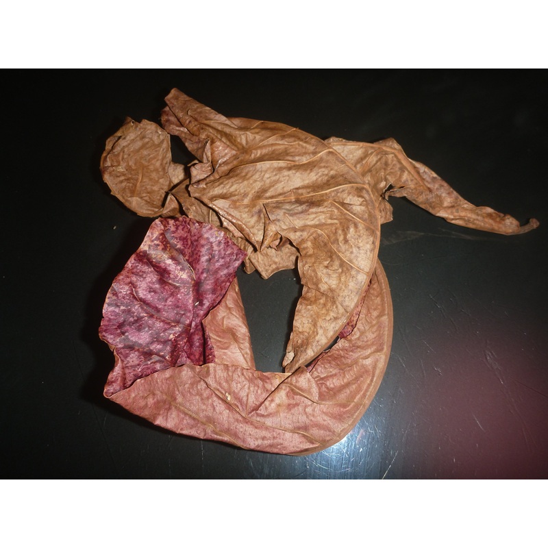 Terminalia/Indian Almond Leaves x1