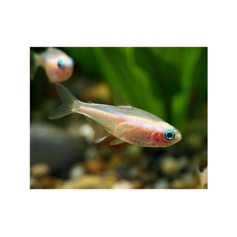 Albino Black Neon Tetra