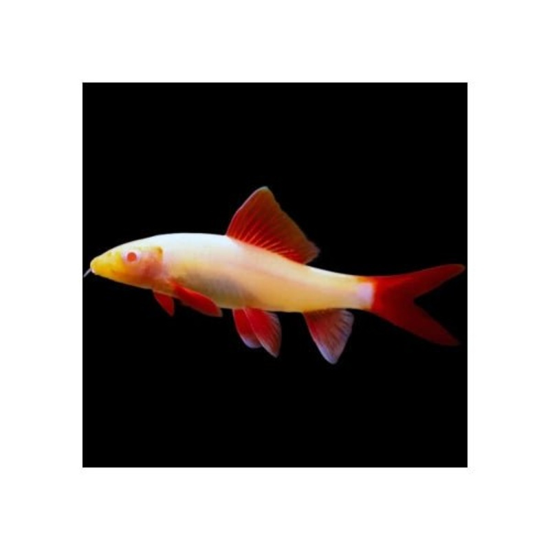 Albino Rainbow Shark