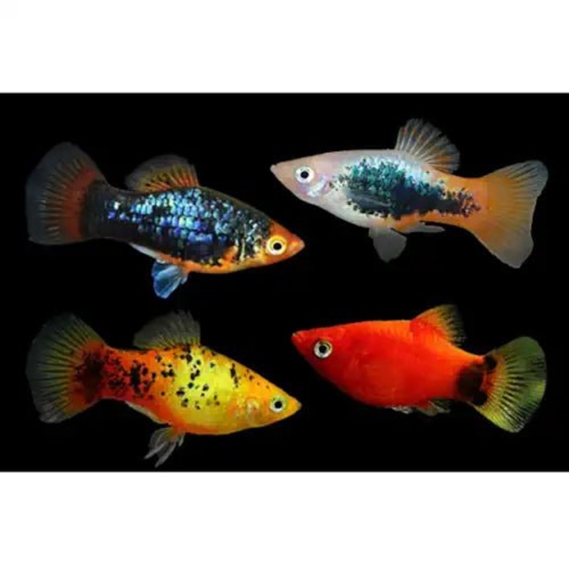 ASSORTED PLATY FISH