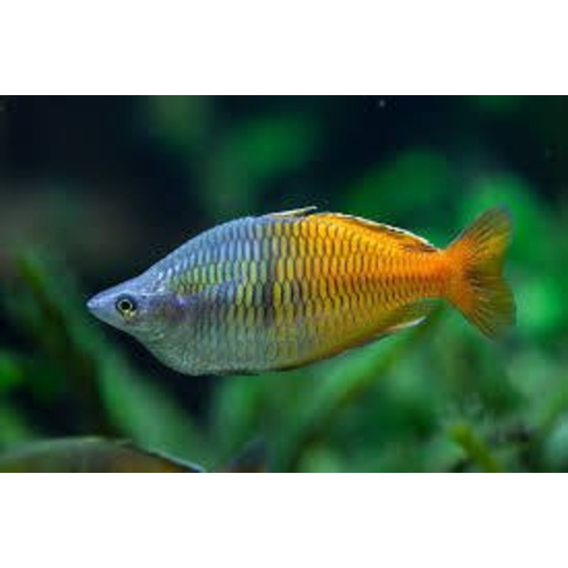BOSEMANI RAINBOW FISH (NICE COLOR)
