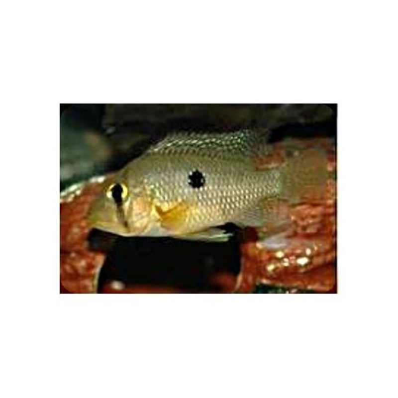 GEOPHAGUS BRAZILIENSIS - PEARL CICHLID