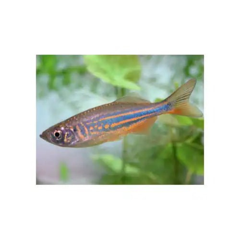 GIANT DANIO 4 - 5.0CM