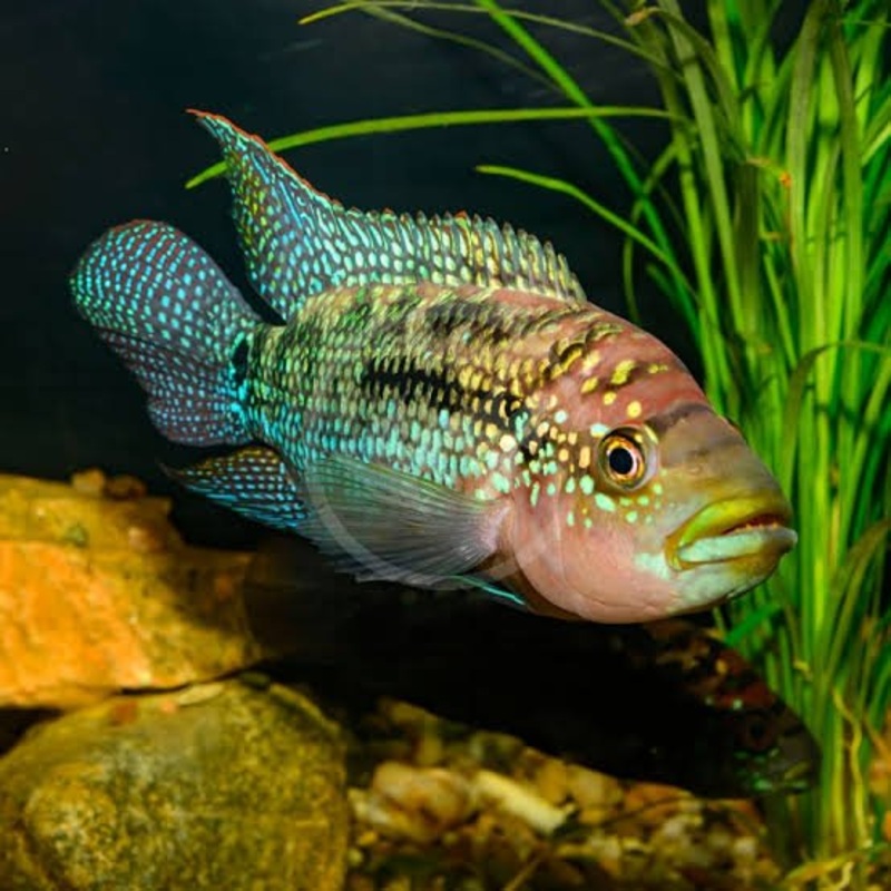 JACK DEMPSEY CICHLID 3-4cm