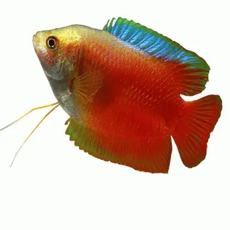 MALE DWARF FLAME GOURAMI
