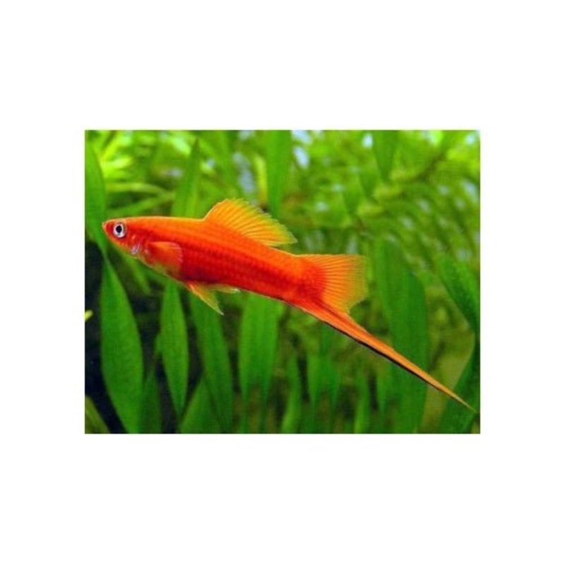 PREMIUM ASSORTED SWORDTAILS