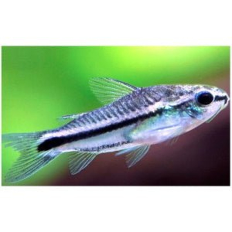 Pygmy Corydoras