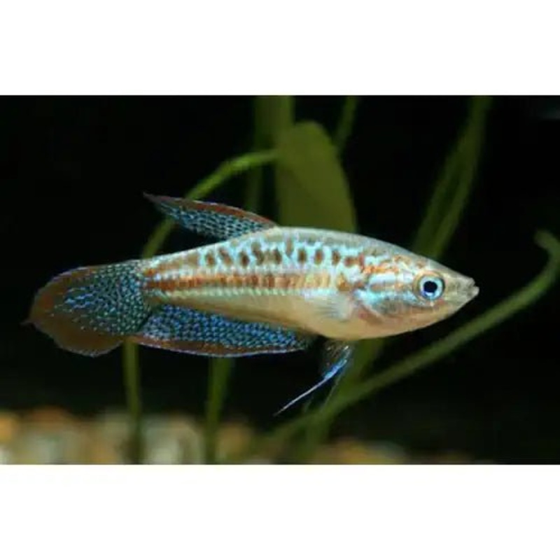 SPARKLING GOURAMI