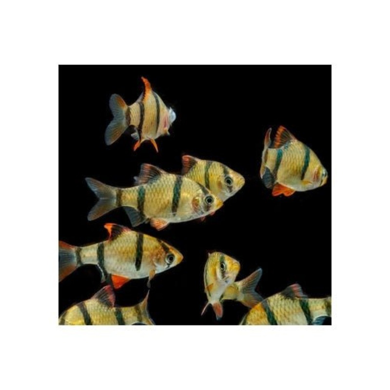TIGER BARB