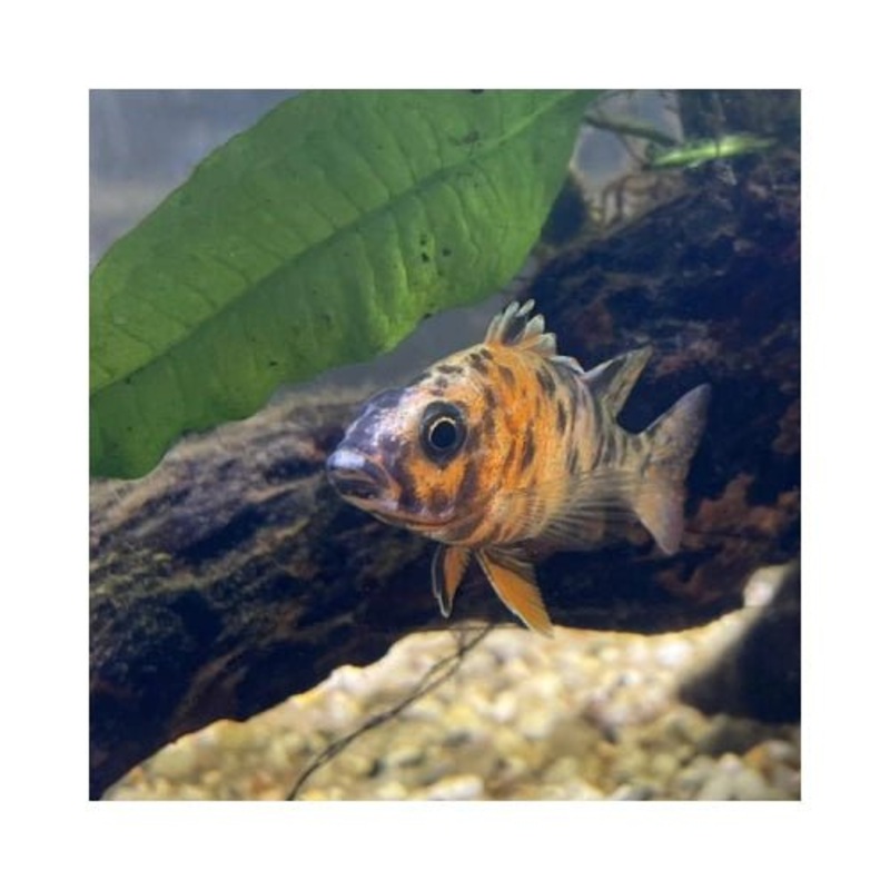 African Cichlids - Peacocks