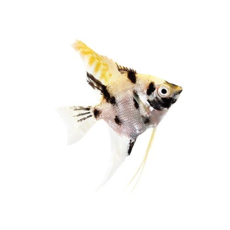 Angelfish - Assorted