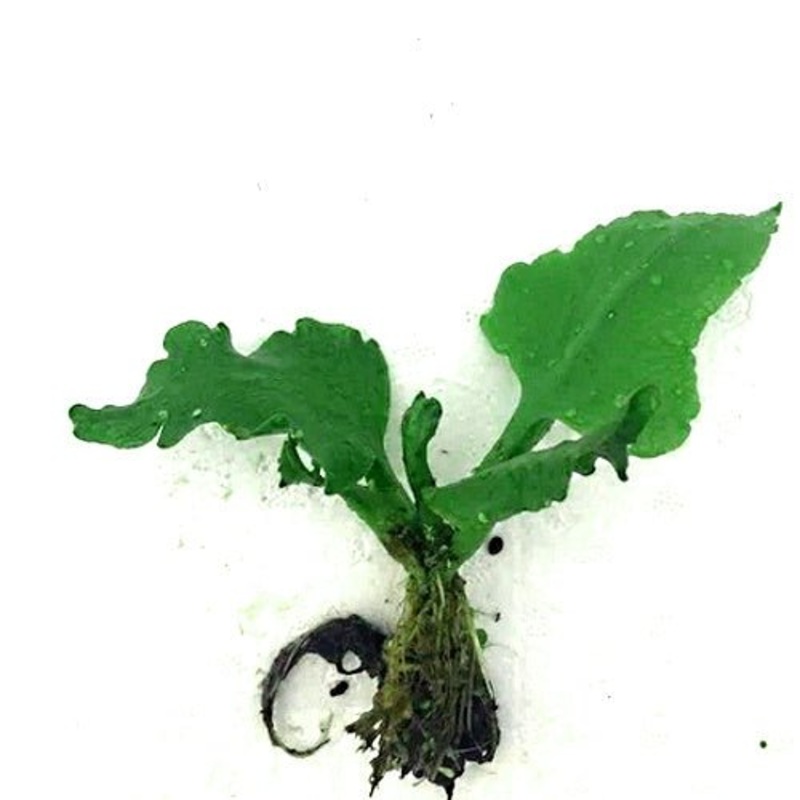 Antler Fern - Ceratopteris Pteridoides