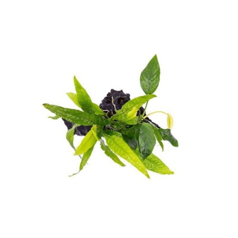 Anubias and Java Fern On Driftwood S