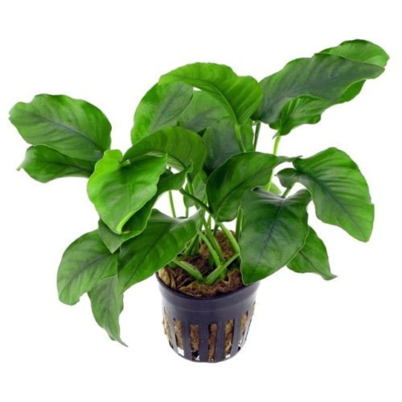 Anubias Barteri Large