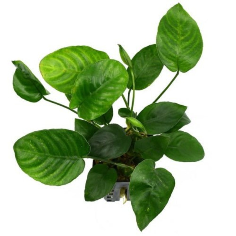 Anubias Nana