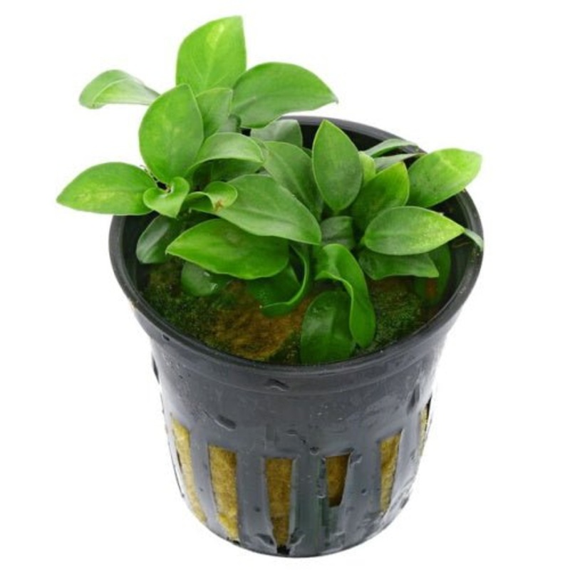 Anubias Nana 'Bonsai'