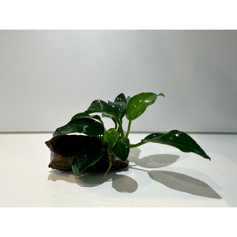 Anubias Nana Petite