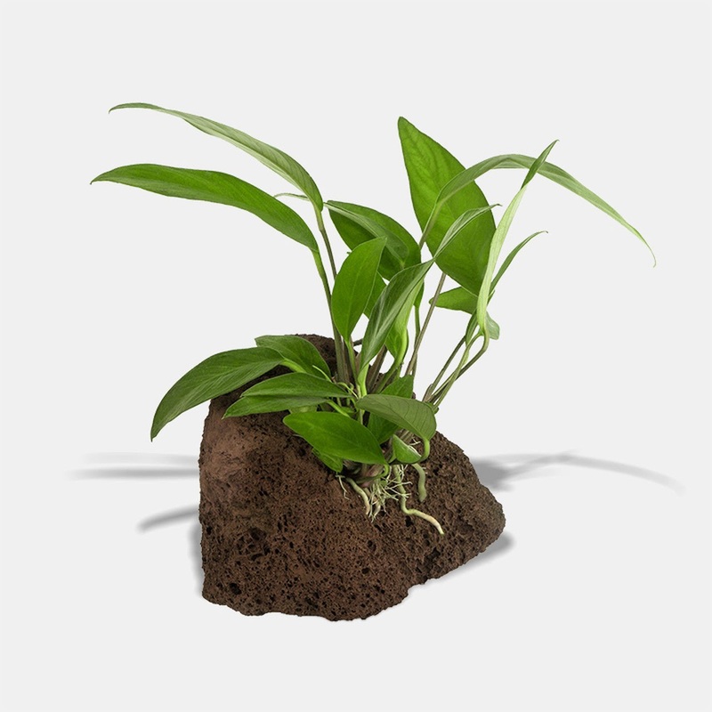 Anubias On Rock