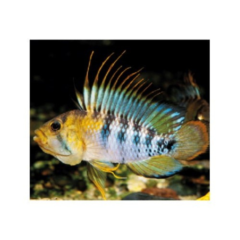 Apisto Baenschi