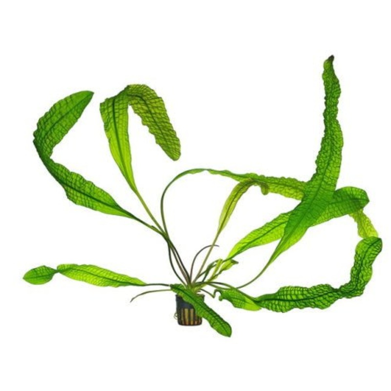 Aponogeton Boivinianus