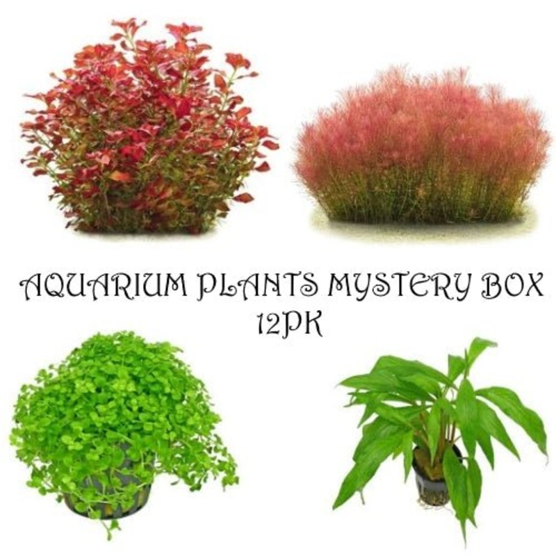 Aquarium Plants Mystery Box