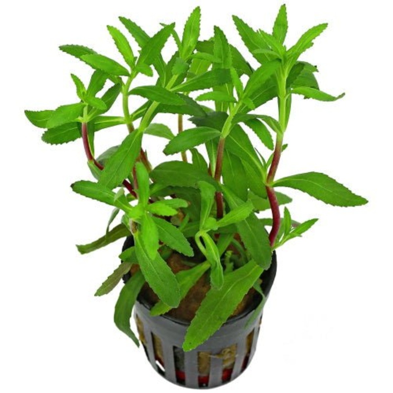 Aromatica Limnophilia