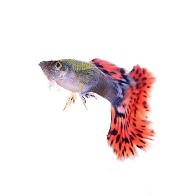 Assorted Cobra Guppy - Male