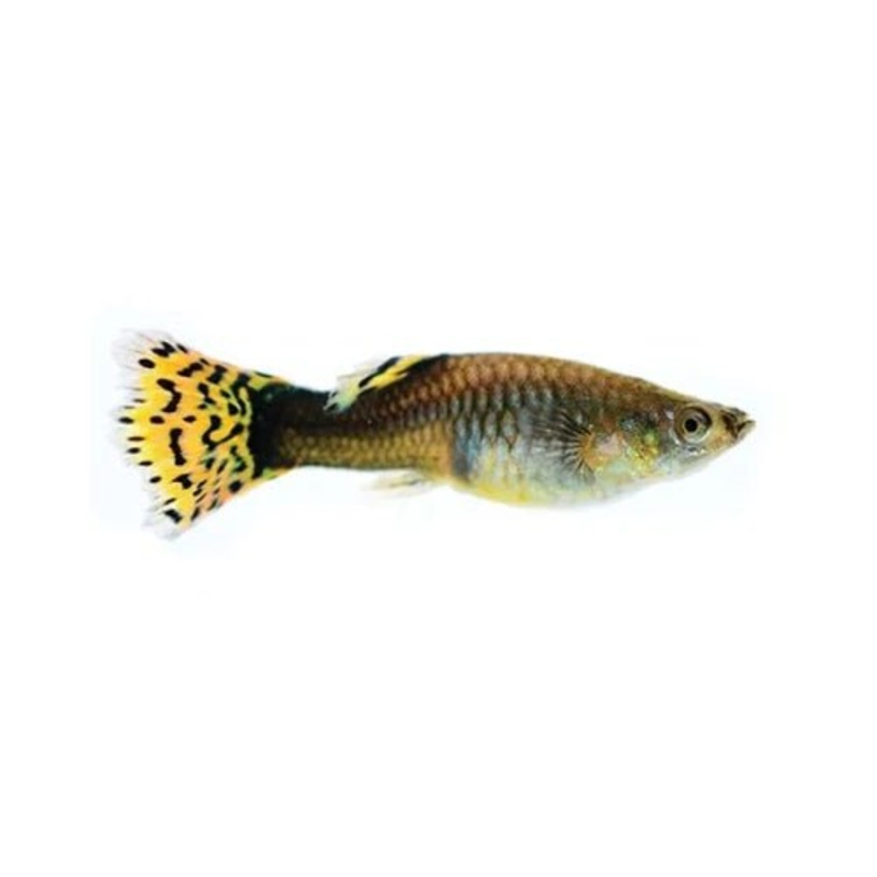 Assorted Female Guppies