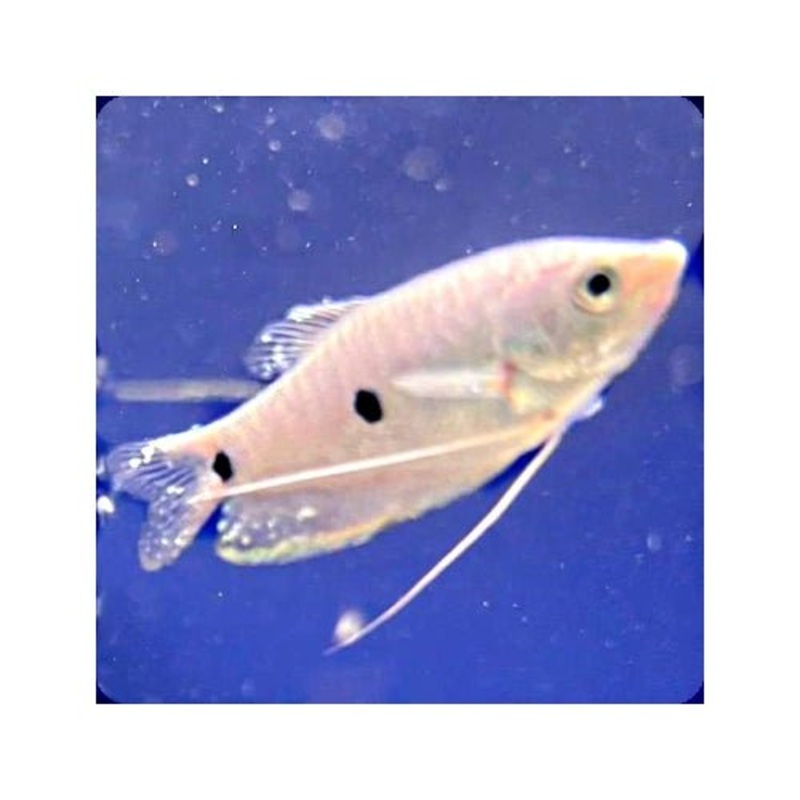 ASSORTED GOURAMI