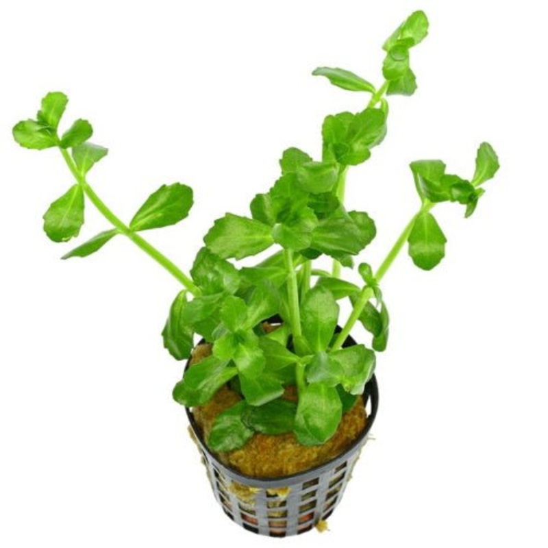 BACOPA MONNIERI
