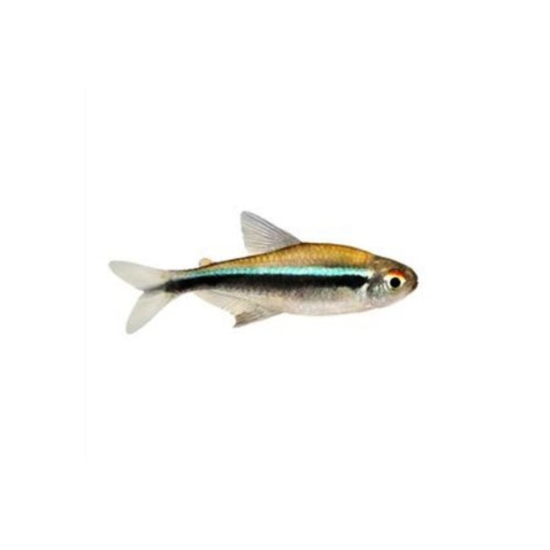 BLACK NEON TETRA